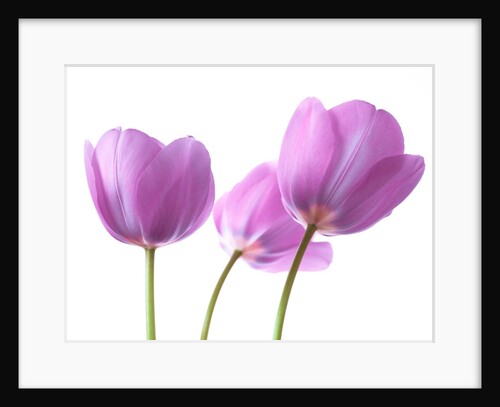 Purple Tulips by Assaf Frank